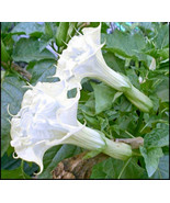 10 SEEDS WHITE ANGEL TRUMPET HEIRLOOM SEEDS QUICK TO SPROUT GARDEN DELIGHT - $8.35