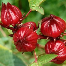 Top USA Seller Red Roselle Seeds Hibiscus Sabdariffa 50 Seeds - £18.74 GBP