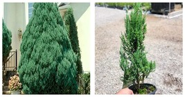 Fresh New Blue Point Upright Juniper Tree Live Plant 2.5 QT - £58.96 GBP