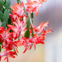 Schlumbergera Flores Christmas Cactus plantas - 100 Seeds - $8.57