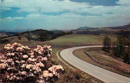 Chrome Postcard NC K113 Pink Mountain Laurel in Bloom along Blue Ridge Parkway - £2.59 GBP