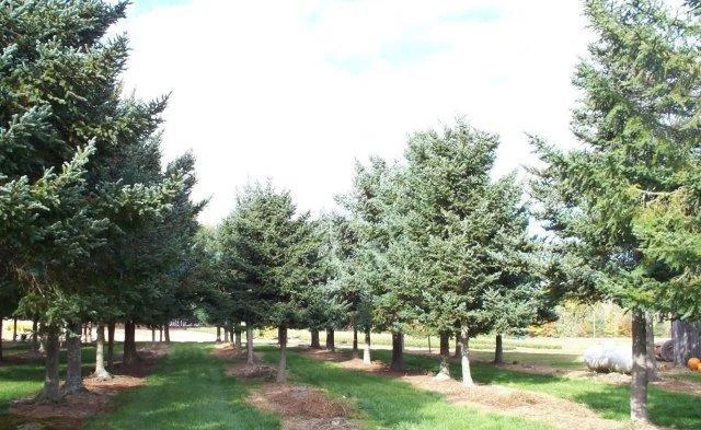 Blue Balsam Fir, Abies balsamea Cooks Blue, Tree Seeds (Fragrant Evergreen) - $13.62