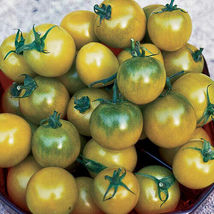 Green Grape Tomato Heirloom NON-GMO Fresh Garden Harvest 50 Seeds - £3.98 GBP