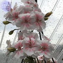 BELLFARM Geranium Bonsai Purely White to Light Pink Single Petals Plant*Seeds(no - £3.56 GBP