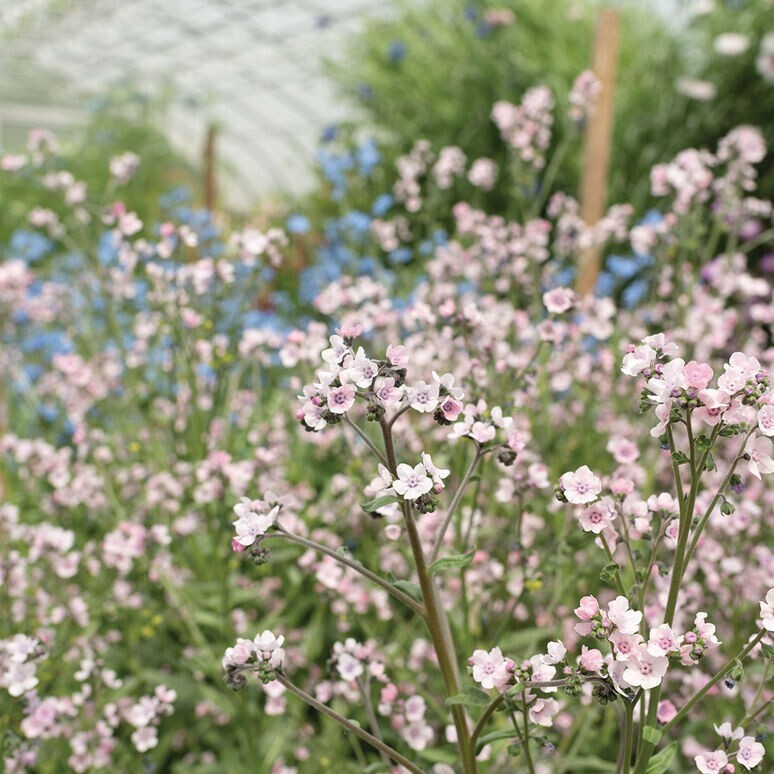 50 Mystery Rose Forget Me Not seeds New Fresh US Shipping - $9.08