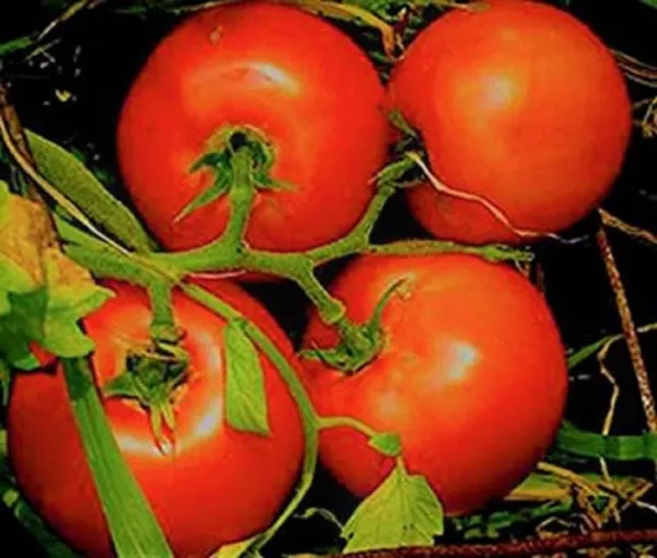 Marglobe Supreme Tomato Seeds 200+ Seeds Non Gmo Fresh Garden - $3.98
