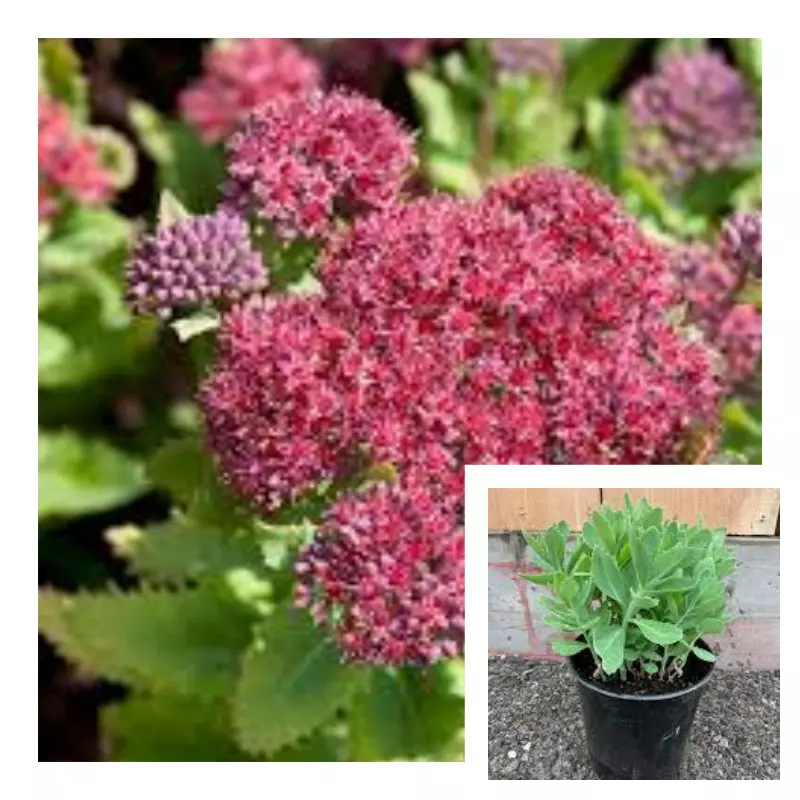 Hylotelephium Telephium 4Inches Plant Orpine Stonecrop Plant Houseplant ... - $12.99