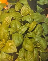 Sweet Basil Herb Seeds - $8.99