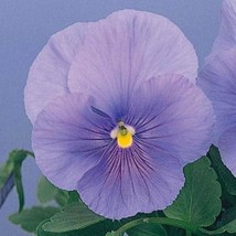 USA SELLER 50 Seeds Snow Pansy Sky Blue Flower Seeds Snowpansy - £14.27 GBP