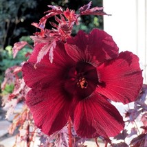 USA Seller Flower Seeds 15 Hibiscus Seeds Splendor Mahogany Flowers Fast... - $20.70