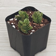 Succulent Live Plant - Crassula Spiralis - In 2&quot; Pot - $123.10 MXN