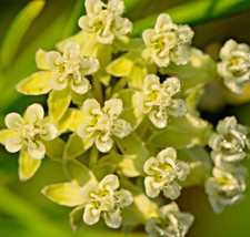 100 Whorled Milkweed Seeds (Asclepias Verticillata) Perennial Garden Flo... - $13.95