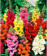 SNAPDRAGON SEEDS TALL MIX 1 000  SEEDS NON GMO - £9.89 GBP