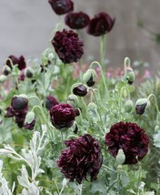 Black Double Peony Poppy Flower Seeds - £2.68 GBP