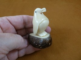 (TNE-PEN-1A) little Penguin ice bird TAGUA NUT figurine carving Antartic... - $21.03