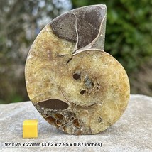 Fossilized Ammonite Half Cut &amp; Polished Genuine Specimen Cretaceous Madagascar - $33.99