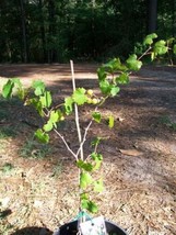 Black Supreme Muscadine Grape 3Gal Vine Plants Vines Plant Grapes Vineya... - £41.67 GBP