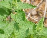 1000 Catnip Seeds  Perennial Catmints Non Gmo Herb Fast Shipping - $8.99