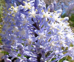 5 Fresh seed Merwilla Plumbea Scilla Natalensis Blue Liry Of The Mountain Lirio - $8.57