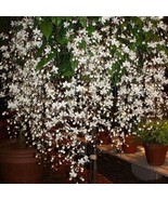 Medium Bridal Veil Clerodendrum Plant Aka Wallichii Clerodendrum Plant S... - $83.98