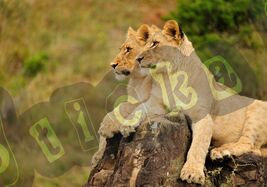 Lady of the Land Lion Cub Tiger King Cool Vinyl Sticker Decal - $5.93