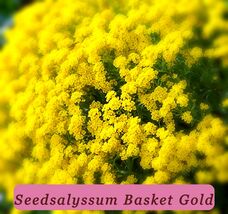 200+ Seedsalyssum Basket Of Gold Seeds Fast Growing - $5.42 CAD