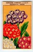 1920&#39;s Flower Art Print VERVEINE Lithograph Original Vintage For Seed Pack - £7.26 GBP