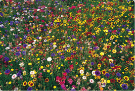Grow In US Wildflower Mix 100% Seed 1 Pound Lb 16 Oz Bulk Covers 4000 Sq Ft Lowe - £34.59 GBP