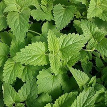 Catnip Plant Seeds - 50 Count Seed Pack - Non-GMO - A Perennial Member of The Mi - $2.99