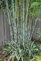 Blue Timber Clumping Bamboo/Bambusa- 10 Value Priced Division - Approx 1... - $550.00