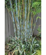 Blue Timber Clumping Bamboo/Bambusa- 10 Value Priced Division - Approx 1... - $550.00