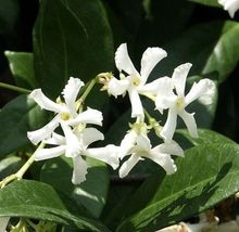 4&quot; Pot Jasmine Star Live Plant Jasminum Nitidum FRAGRANT Indoor Outdoor - £27.01 GBP
