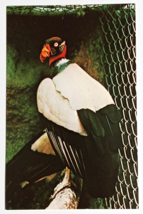 King Vulture Bird Sunken Gardens St Petersburg Florida FL Koppel Postcard c1970s - £4.78 GBP