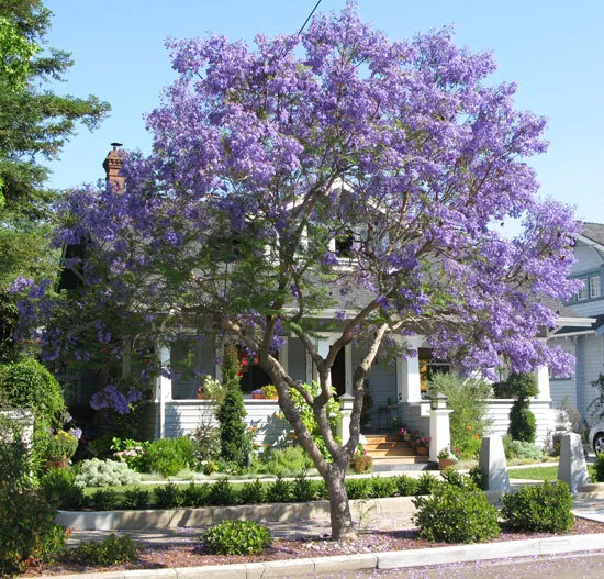 Jacaranda Mimosifolia Fern Tree 250 Seeds Blue Fragrant Ornamental Bonsai - £22.44 GBP