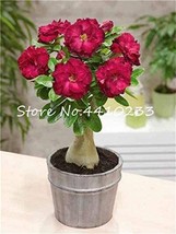 Adenium Obesum Dark Red 5Layers Da Hongpao - £6.84 GBP