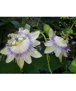 Passiflora Eichleriana Passionfruit 10 Seeds Fast Grow - €11,68 EUR Passiflora Eichleriana Passionfruit 10 Seeds Fast Grow - €11,68 EUR