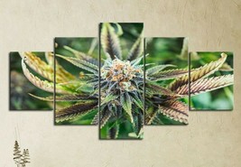 Multi Panel Print Cannabis Bud Canvas 5 Piece Wall Art Ganja Weed Marijuana Pot - £22.23 GBP+