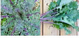 5000 Red Russian Kale Seeds Brassica Napus Var. Pabularia Free Ship - £27.17 GBP