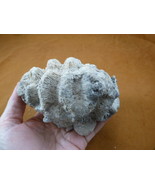 (F397-29) Fossil Brain Rose coral Manicina areolata display specimens Fl... - $706.52 MXN