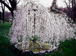 2 Weeping Cherry Tree plants - £45.00 GBP