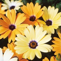 African Daisy Flower Seeds - £3.98 GBP