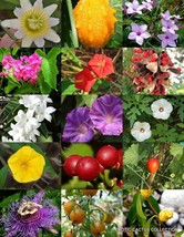 BStore 20 Seeds Store Vine Plants Mix Climber Garden Morning Glory Bee &amp; Butterf - £11.52 GBP