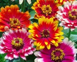 LWK 100 Swirls Mixed Zinnia Seeds Easy Grow - $12.93
