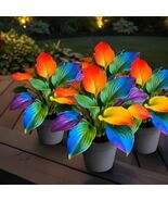 hosta rainbow plant 2026 - $3.99+