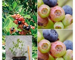 Blueberry Bush SUMMER SUNSET Vaccinum Starter Plant Multi-colored ripening - $44.93