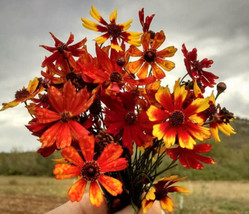 Grow In US 200 Seeds Mother Nature&#39;S Seeds Coreopsis Tiger Mix Tall Mixed Colors - £8.50 GBP