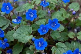 California Bluebell Flower Seeds 50 Annual Phacelia CampanulariaFrom US  - $8.35