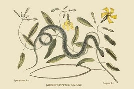 Green Spotted Snake by Mark Catesby #2 - Art Print - £16.43 GBP+