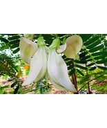 SRN 10 Pcs - Sesbania Grandiflora Seeds Hạt Bông So Đũa 98% Germination ... - $206.39 MXN