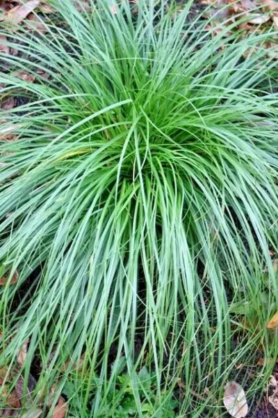 30 Cherokee Sedge Grass Seeds Carex Cherokeensis USA Seller - £5.35 GBP